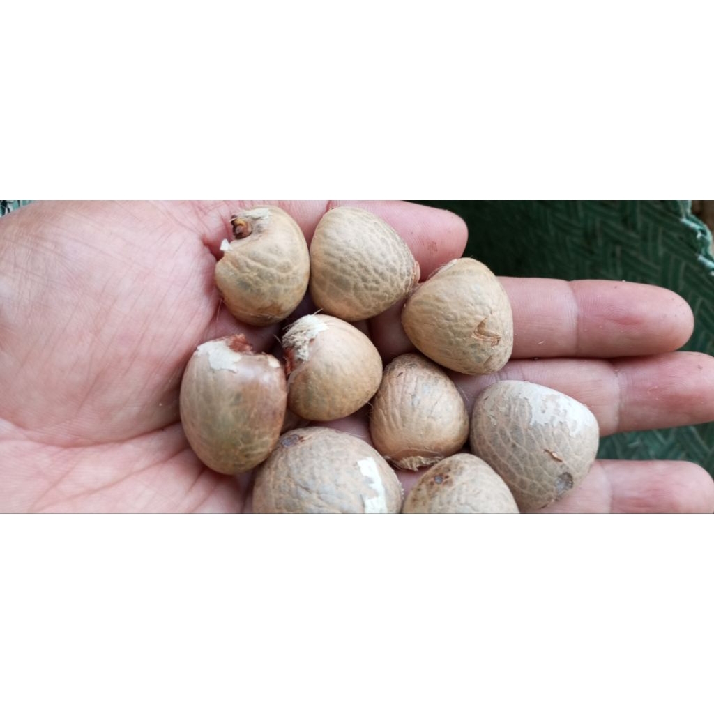 biji pinang kering kupas 100 gram