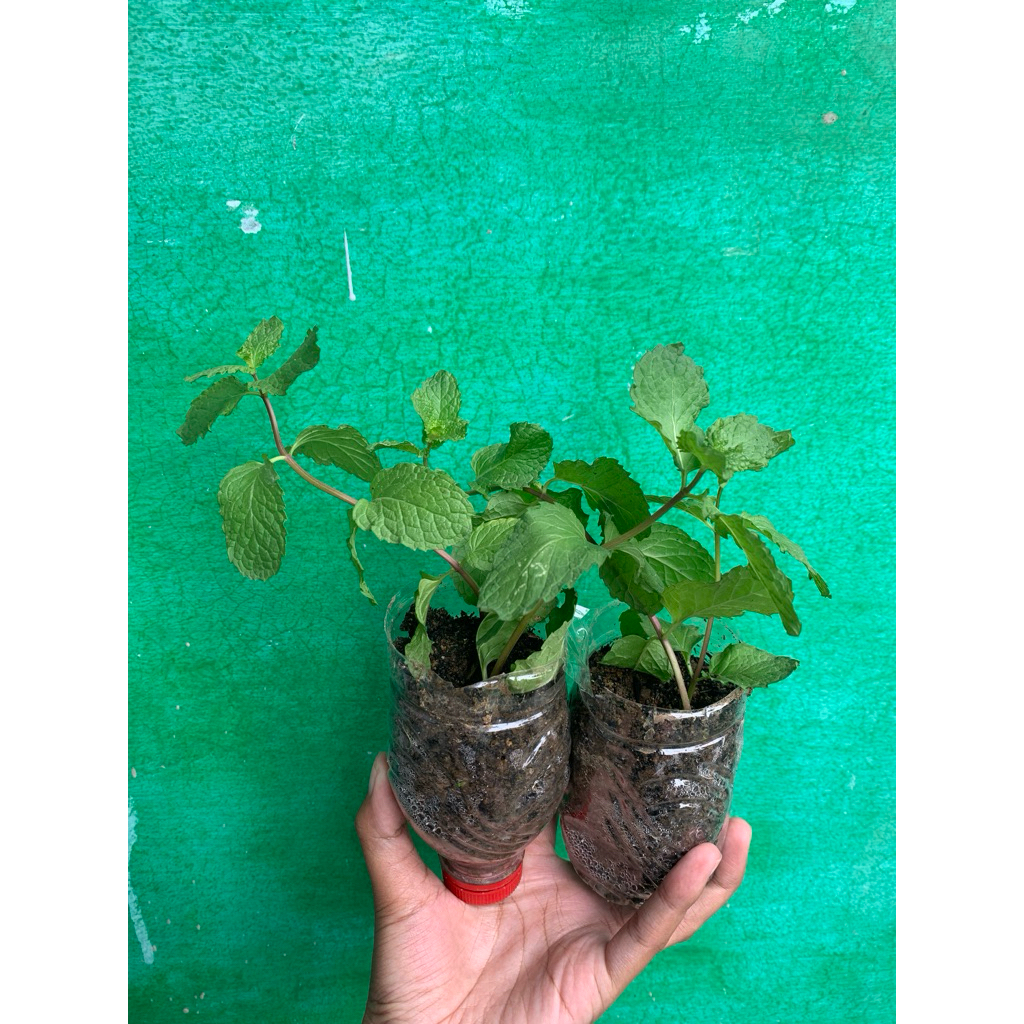 DAUN MINT SEGAR | BIBIT DAUN MINT