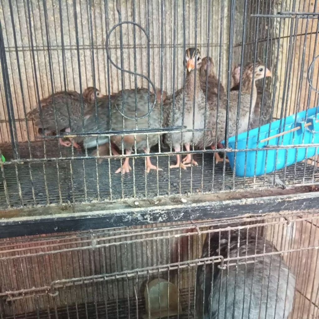 anakan ayam mutiara umur.1. 2 bulan