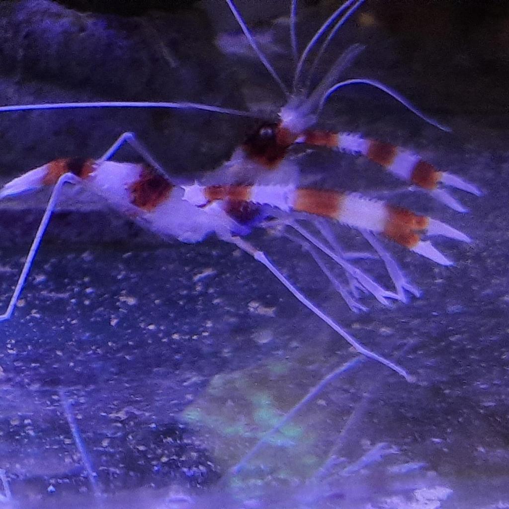 Udang Hias Laut MP Merah Putih - Ikan Hias Aquarium Laut