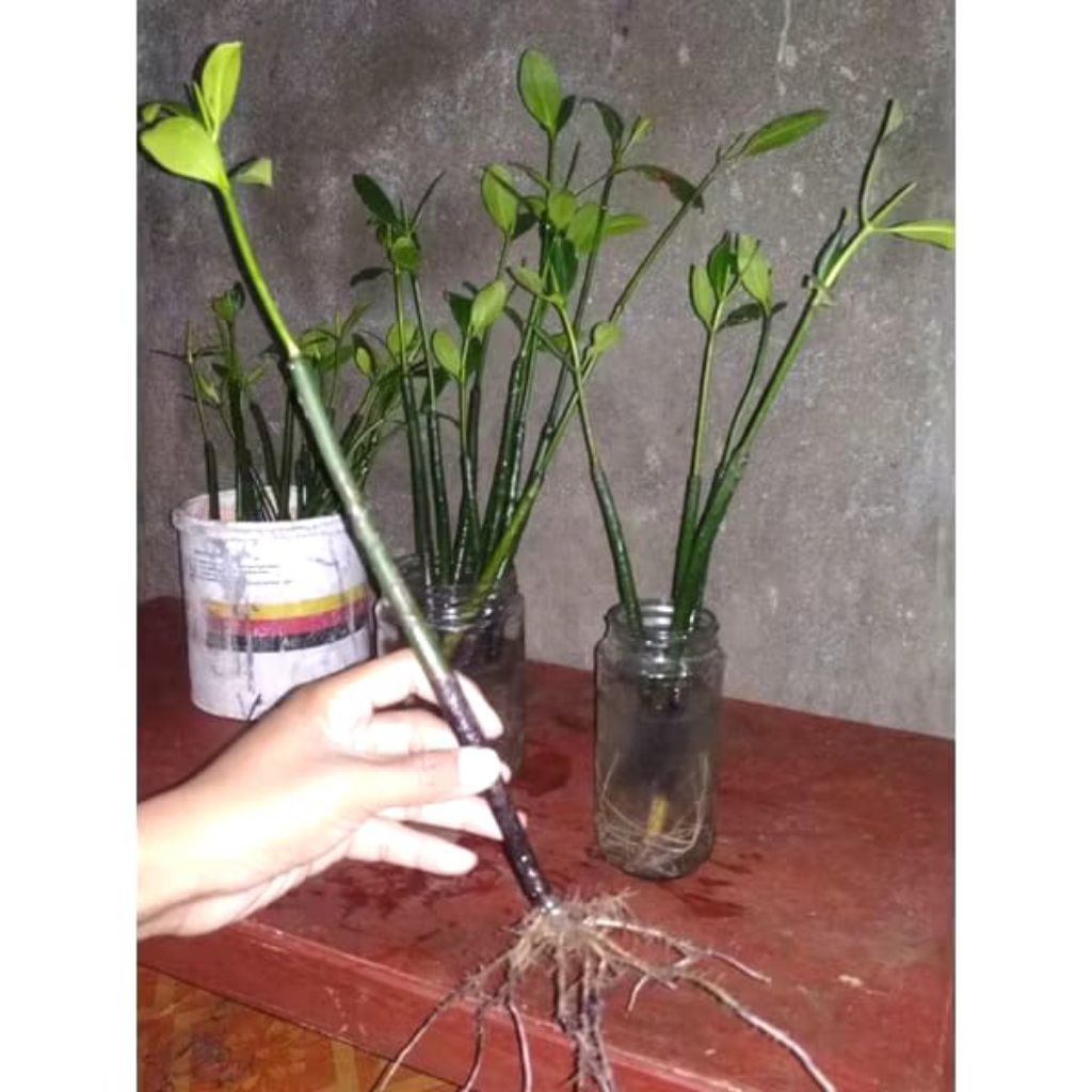 BIBIT BAKAU / BIBIT MANGROVE MURAH