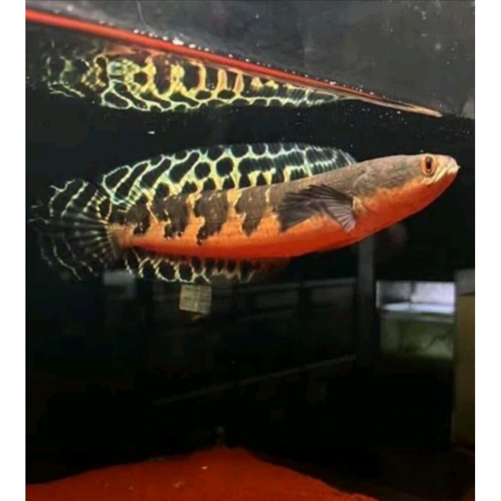 maru Ys batik 15-19cm kualitas kontes