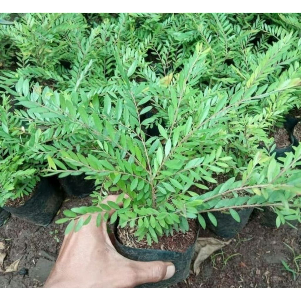 Tanaman Hias Cendrawasih Bahan Bonsai Cendrawasih Tanaman Hias Murah Cendrawasih