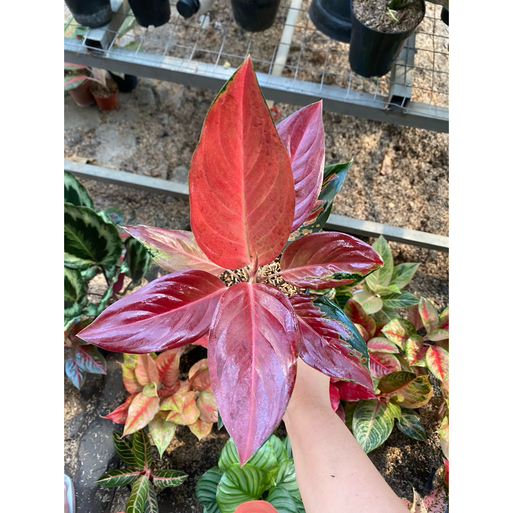 Aglaonema Red Hot Chilli Papper RHCP