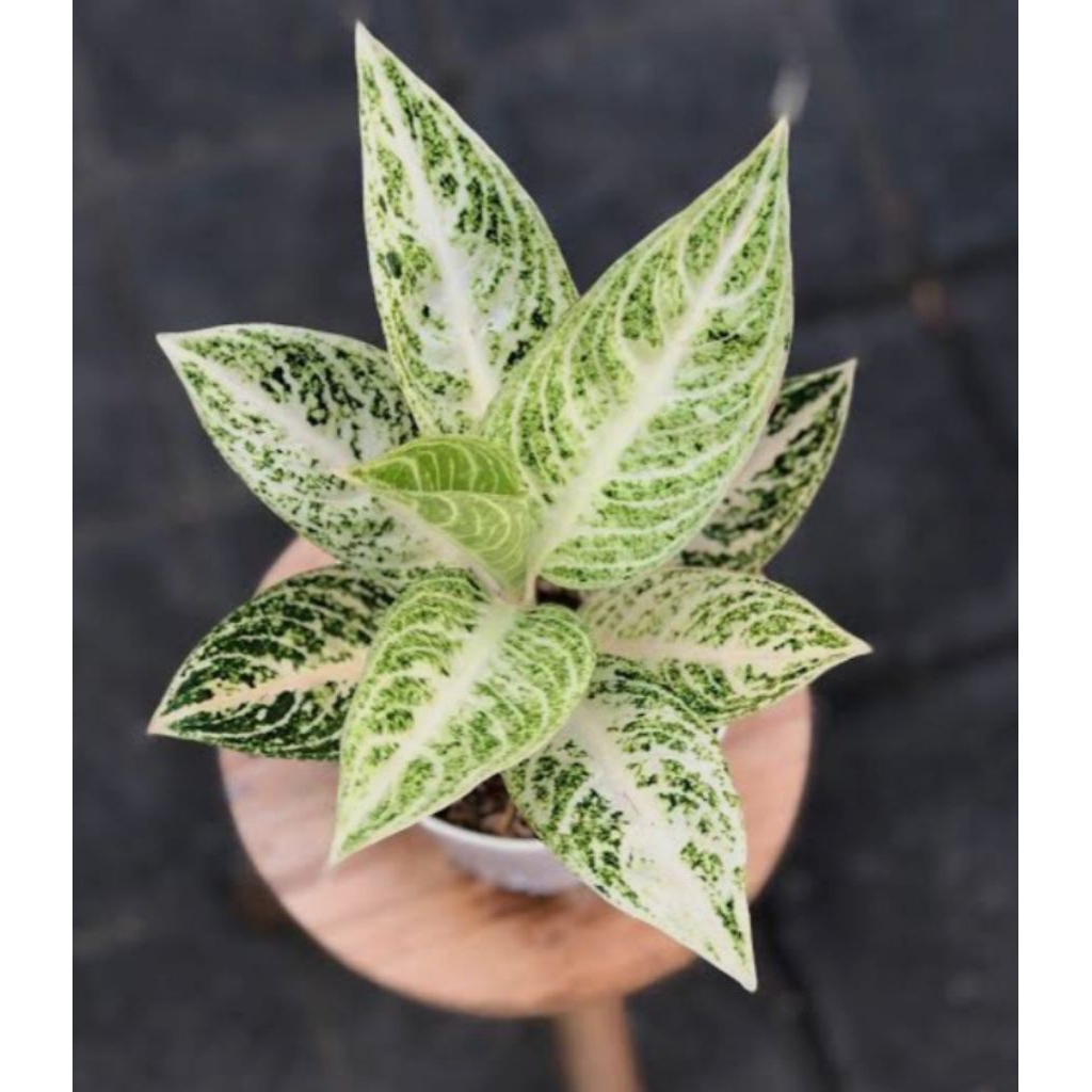 AGLONEMA LEGACY PUTIH