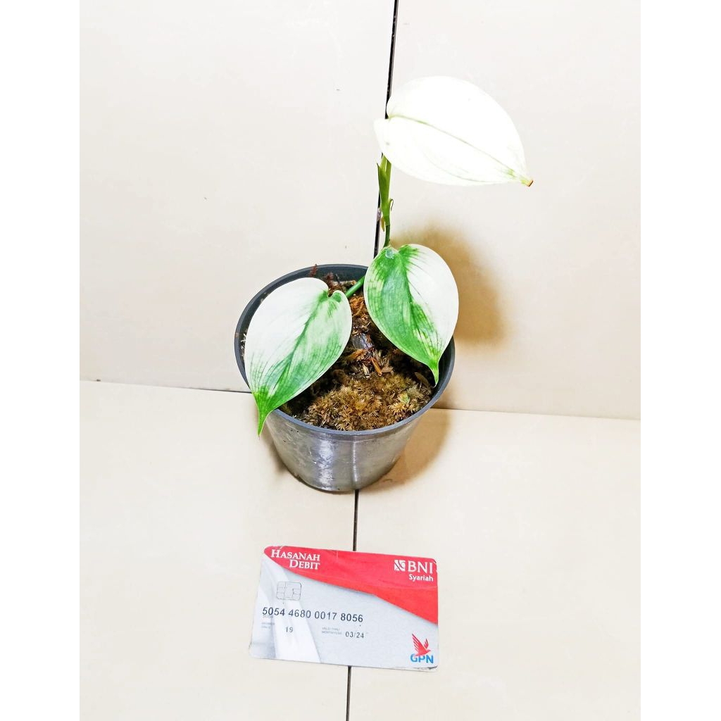 scindapsus white monster