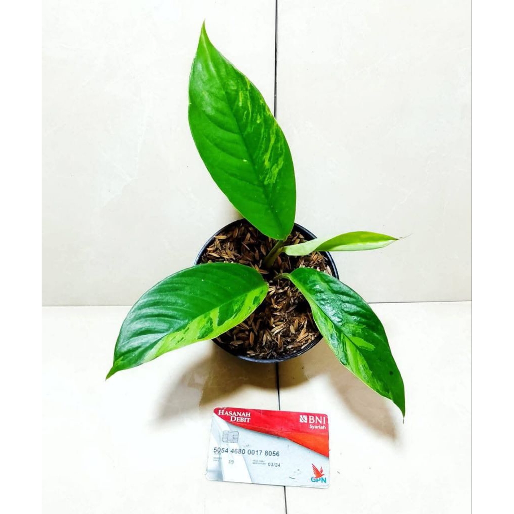 rapidopora minivera varigata yellow