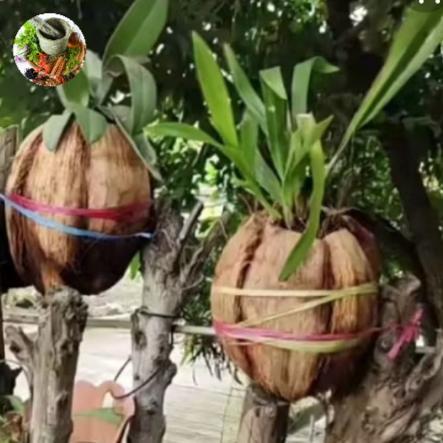sabut kelapa utuh media tanam anggrek