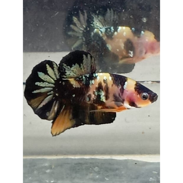 CUPANG YKC/YELLOW KOI COOPER