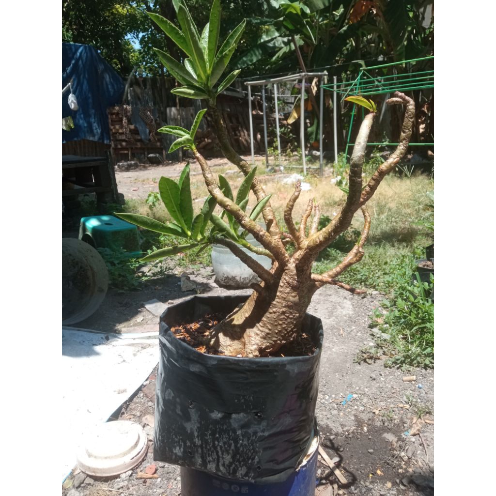 adenium arabicum hybrid