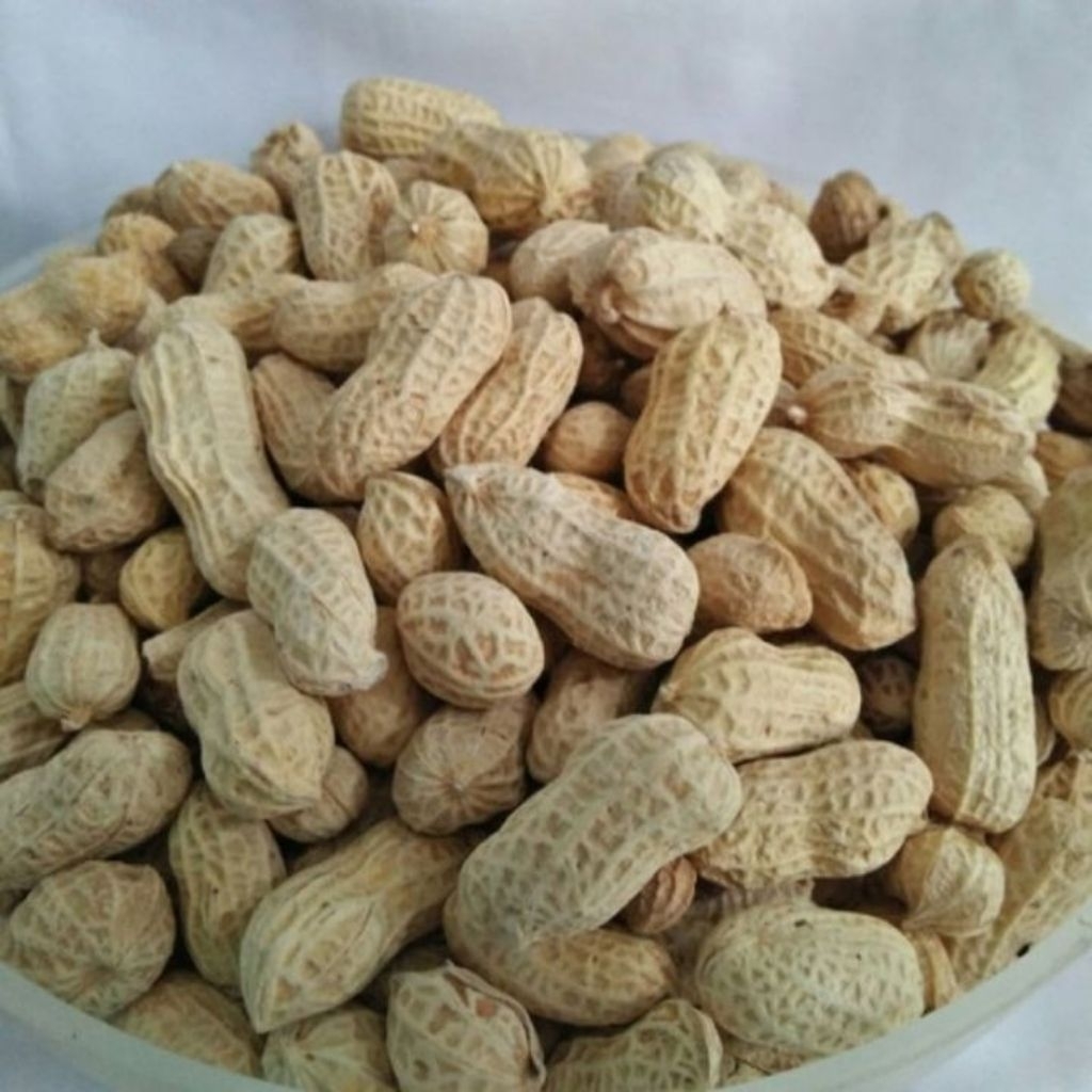 Kacang Kulit Oven / Kacang Kulit / Kacang Oven 1 Kg