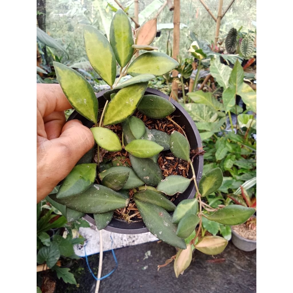 Tanaman Hias Hoya DS Varigata rimbun
