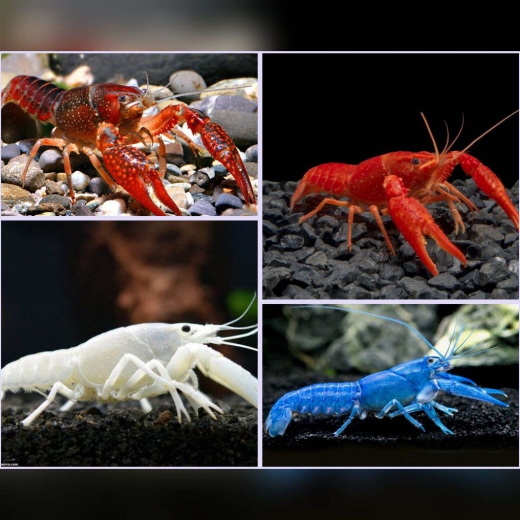 Paket Hemat 5 Ekor Hiasan Aquascape Aquarium Paket 5 Ekor Lobster Hias Air Tawar Mix 5 Ekor 5 warna