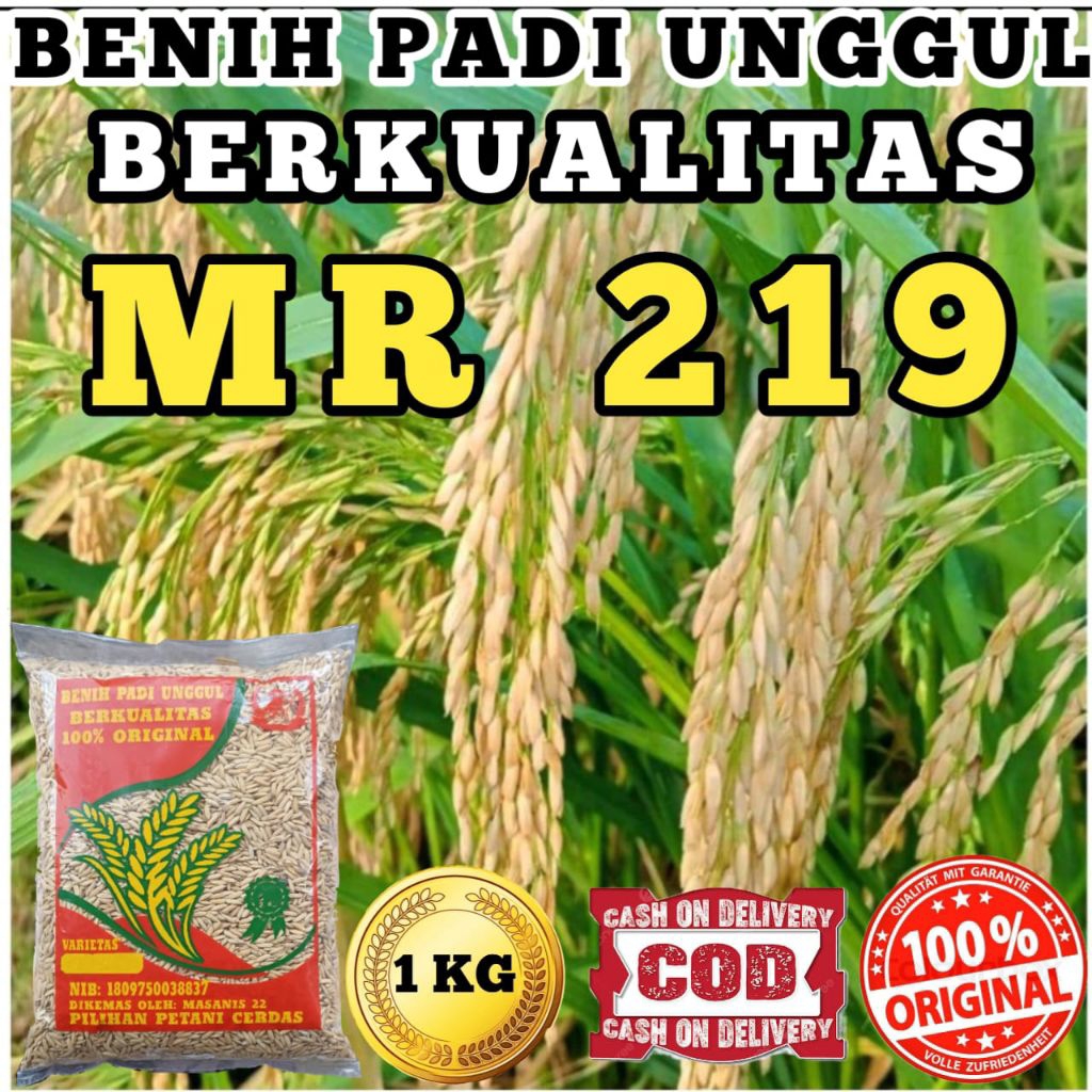 BENIH PADI UNGGUL BERKUALITAS ( MR 219)