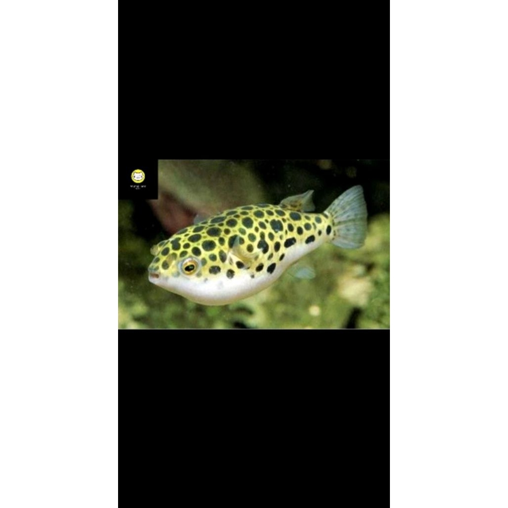 IKAN BUNTAL PUFFER FISH HIASAN AKUARIUM AQUASCAPE