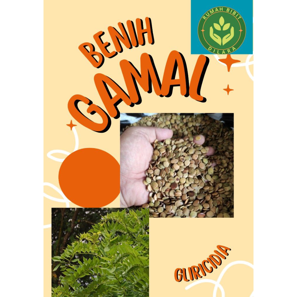 Biji/benih gamal gliricidia reside isi ratusan biji