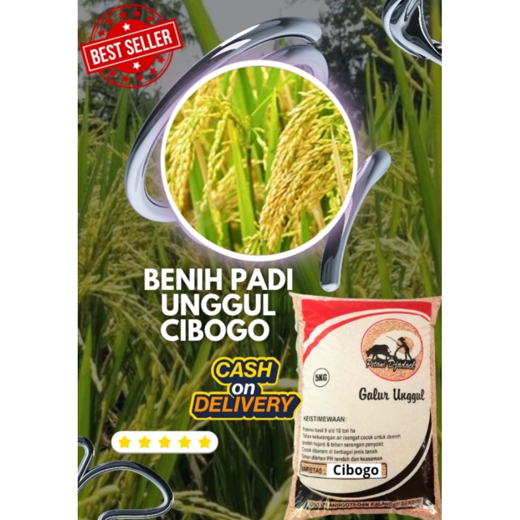 Benih Padi Unggul Cibogo Original Premium Kemasan 5 Kg