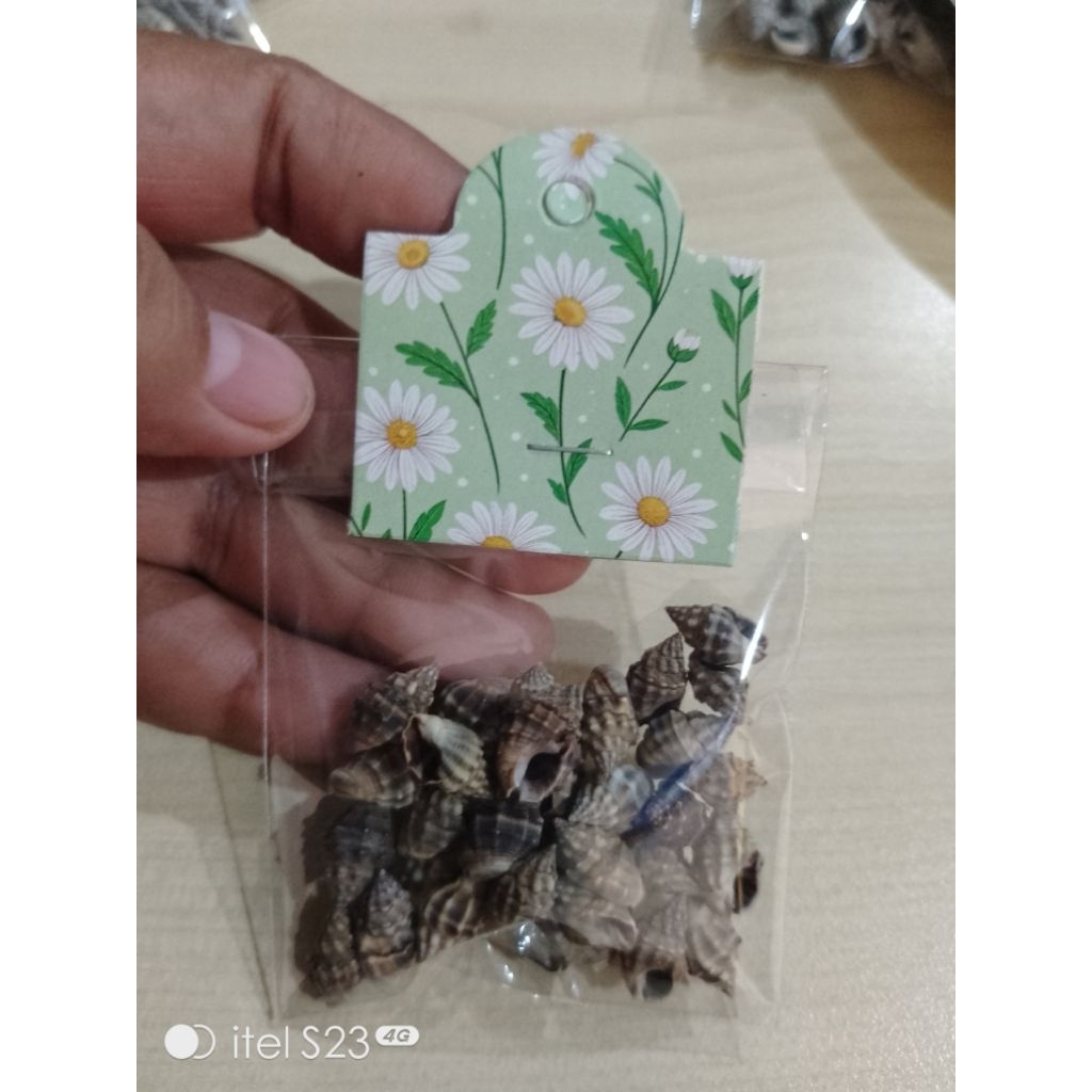 KERANG HITAM KECIL SIPUT LAUT serba 5000