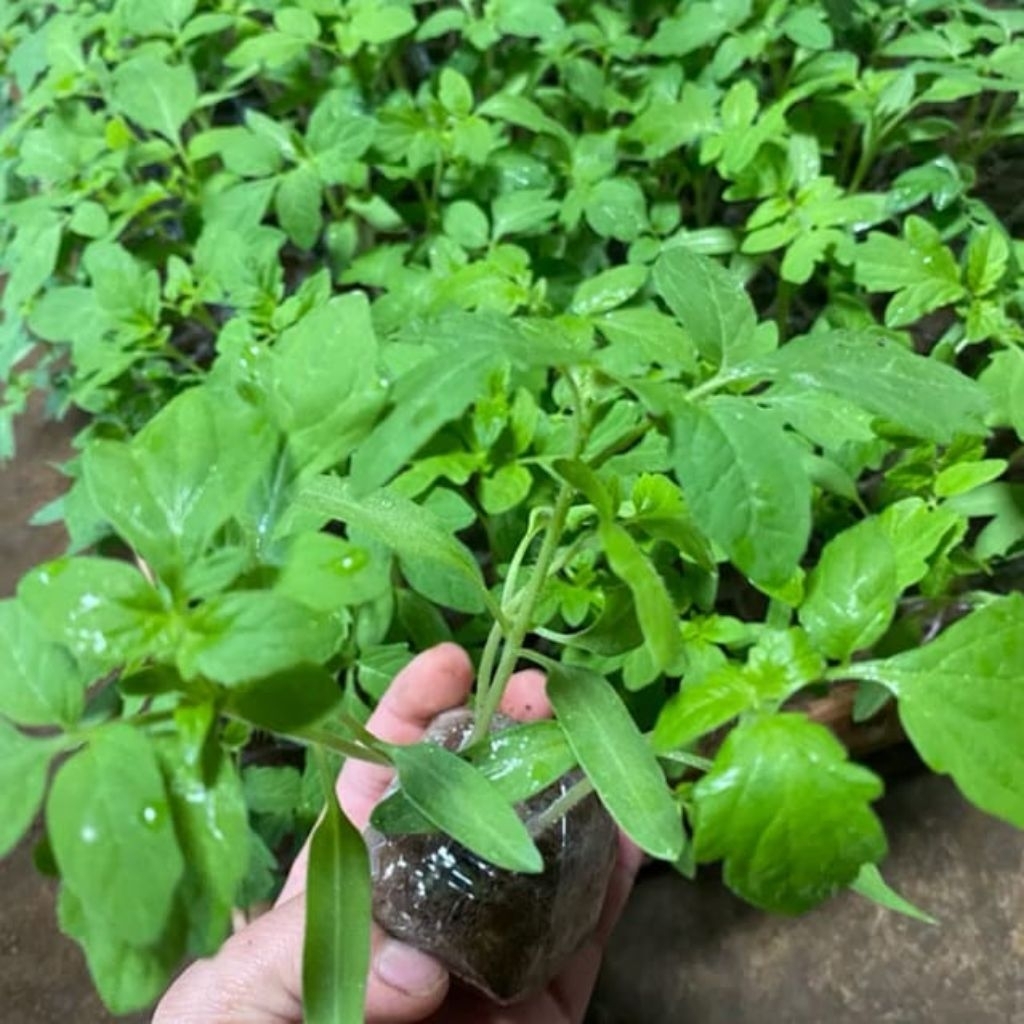 Paket 20 Pohon Bibit Tomat Sayur Siap Tanam - Bibit Tanaman Hidup