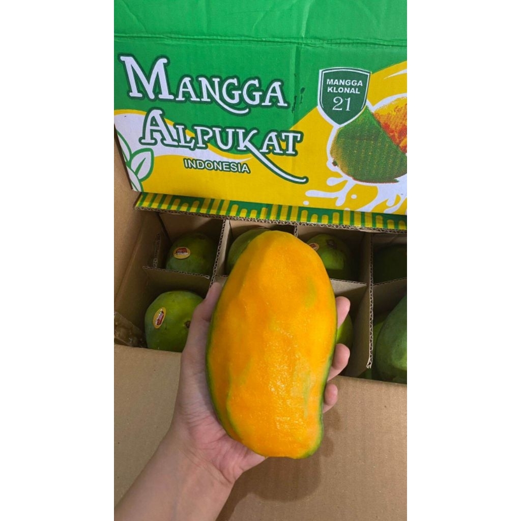mangga alpukat klonal 21