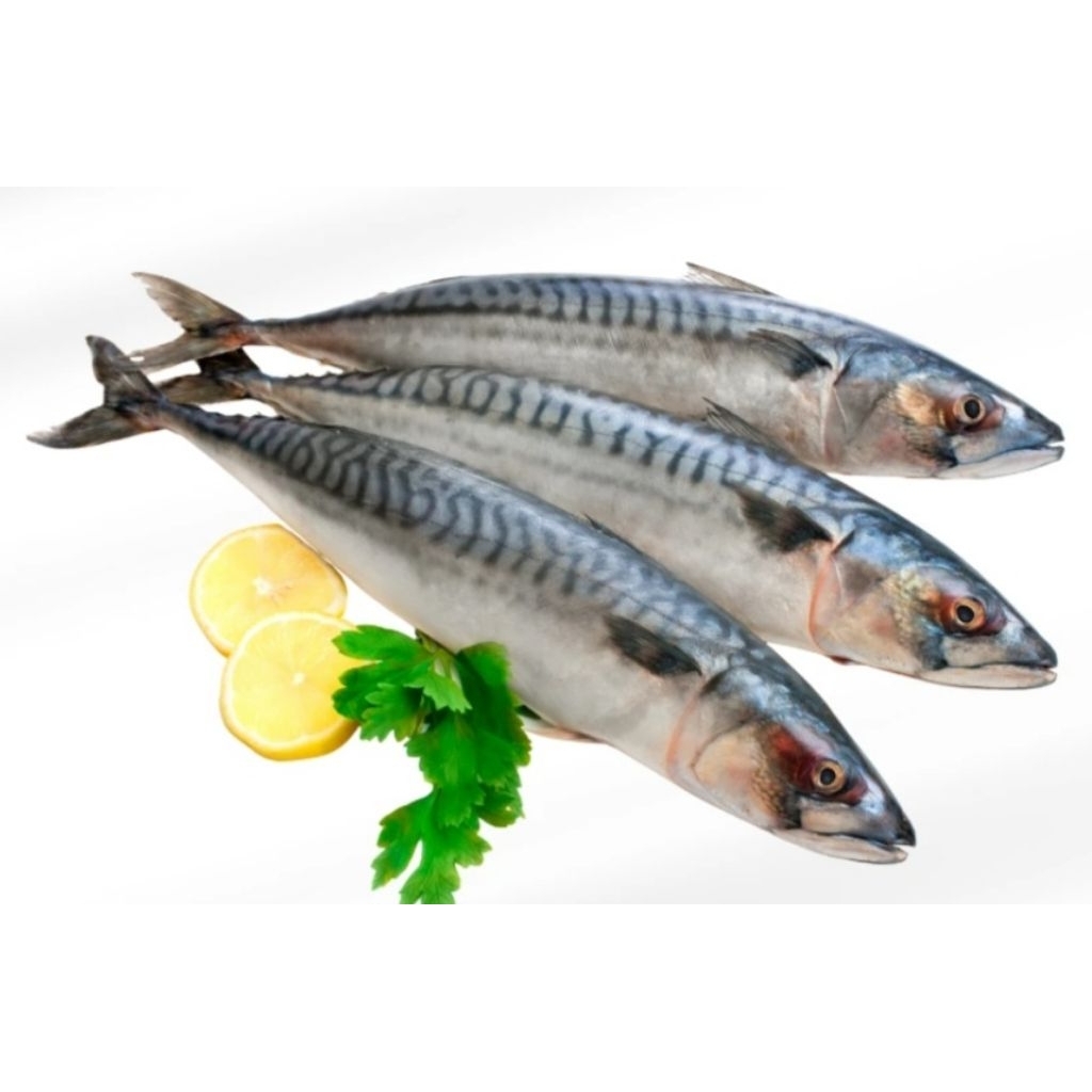 ikan salem / ikan salam