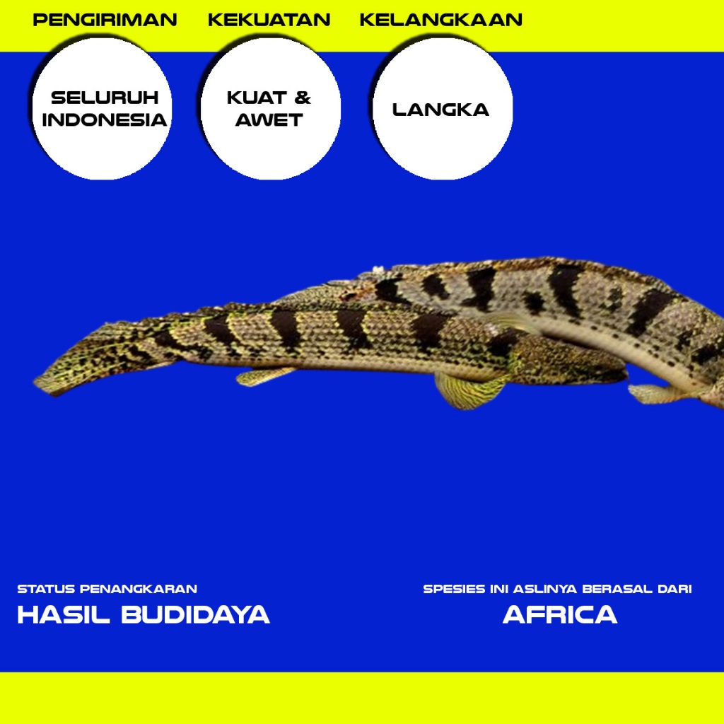 Polypterus Palmas Delhezi Grade A 5-6cm