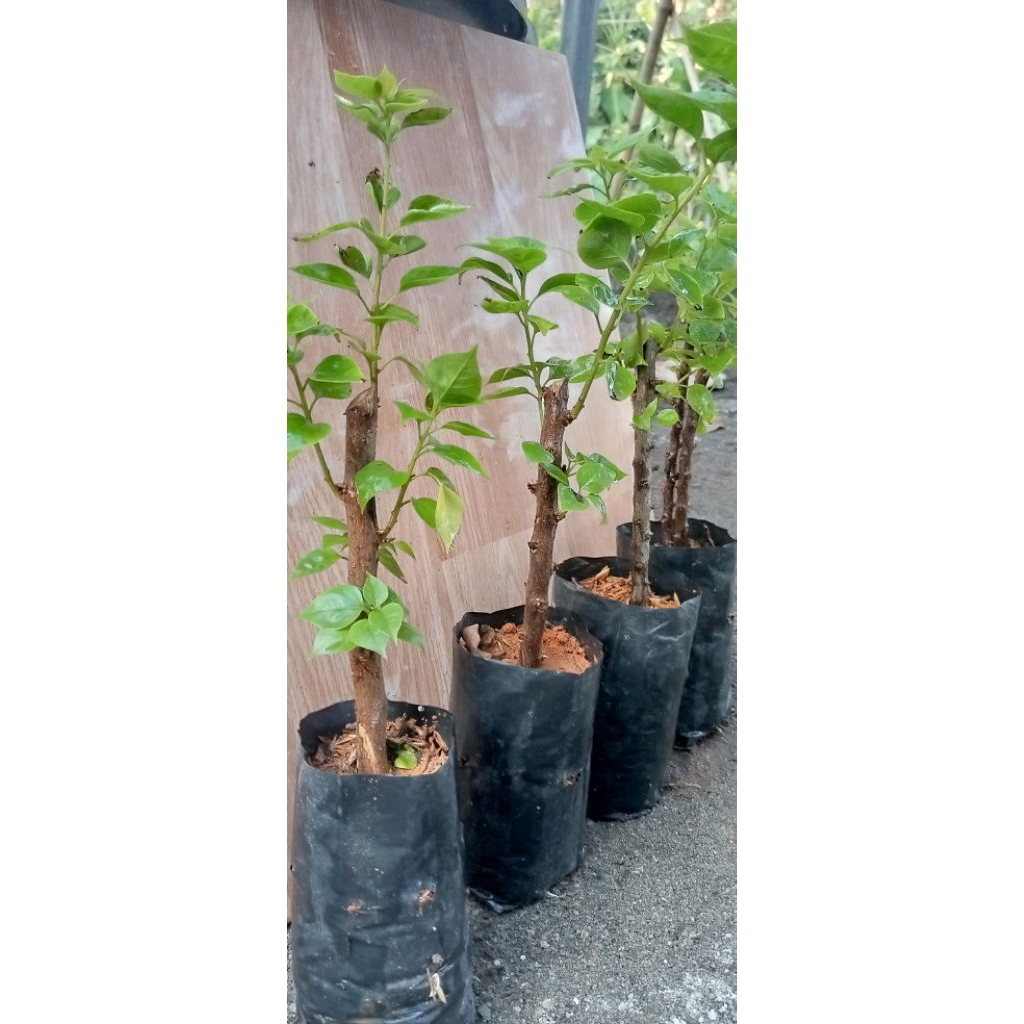 bougenville Singapur