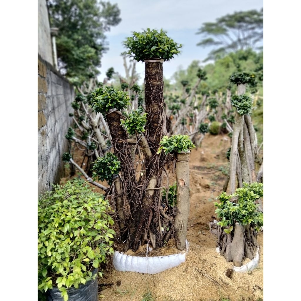 bonsai dolar Korea elegan,bonsai taman beringin dolar Korea elegan tinggi 190cm batang gede