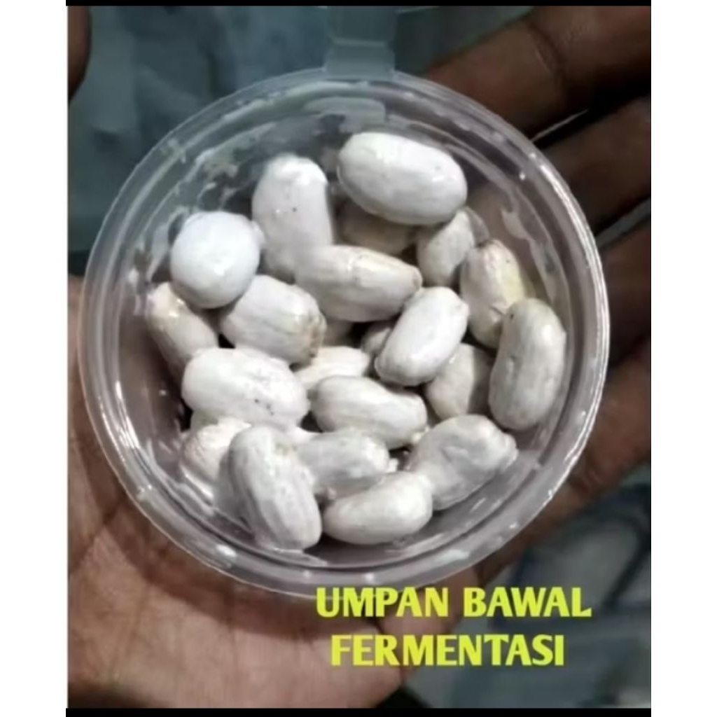 umpan ikan bawal biji jarak fermentasi