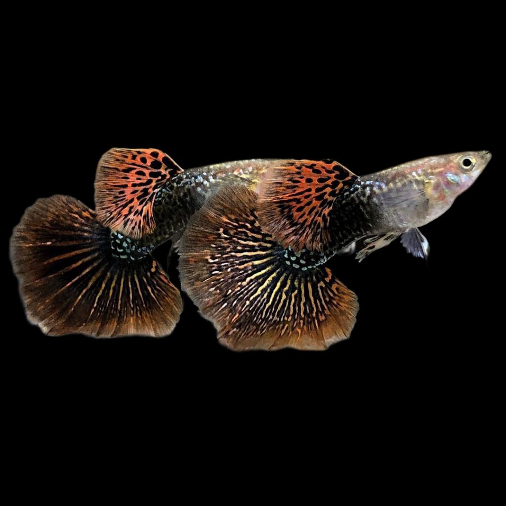 Guppy Red Dragon HM