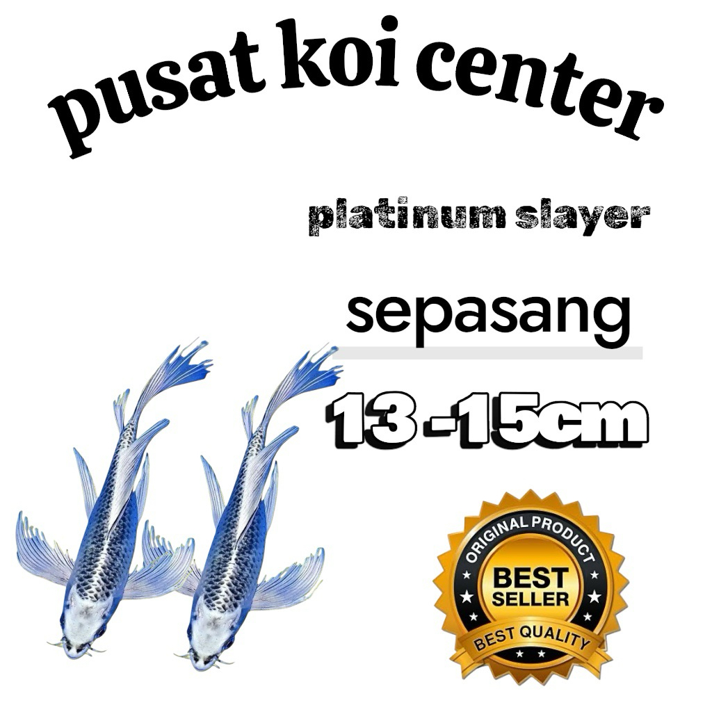 isi 2 ekor koi blitar slayer berkualitas grade A
