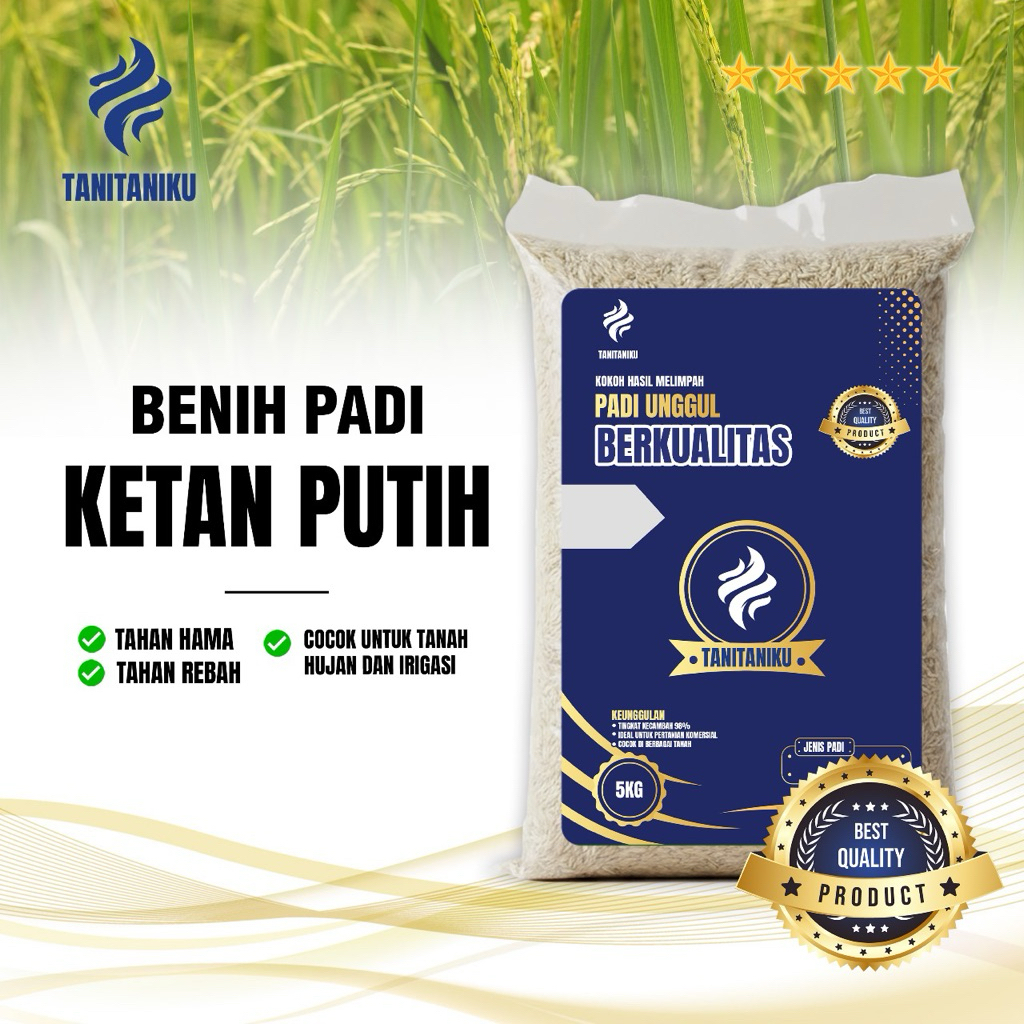 BENIH PADI BIBIT PADI KETAN PUTIH UNGGUL BERKUALITAS KEMASAN 5 KILO