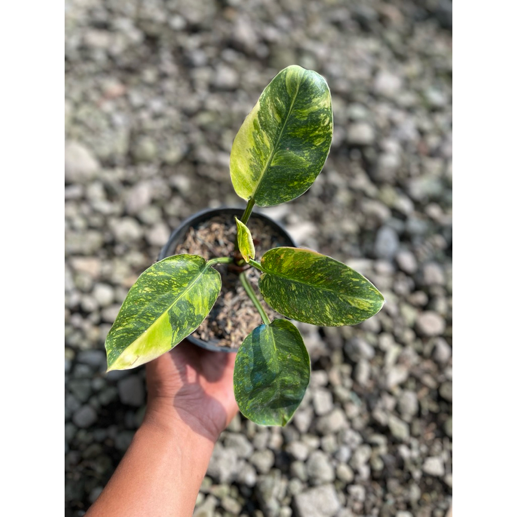 Philodendron Green Congo Marble Varigata