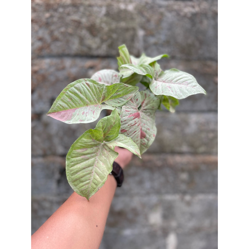 Syngonium milk confetti