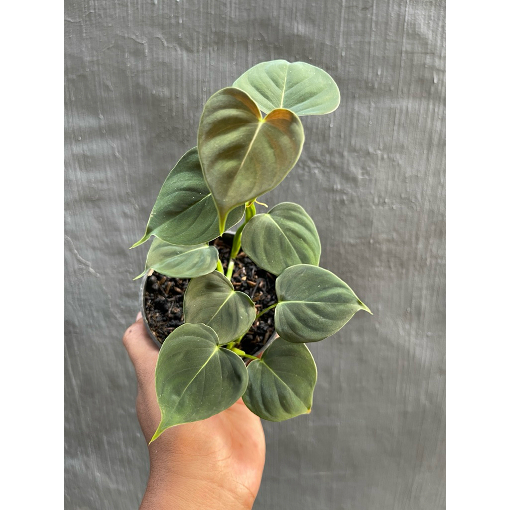 philodendron lupinum