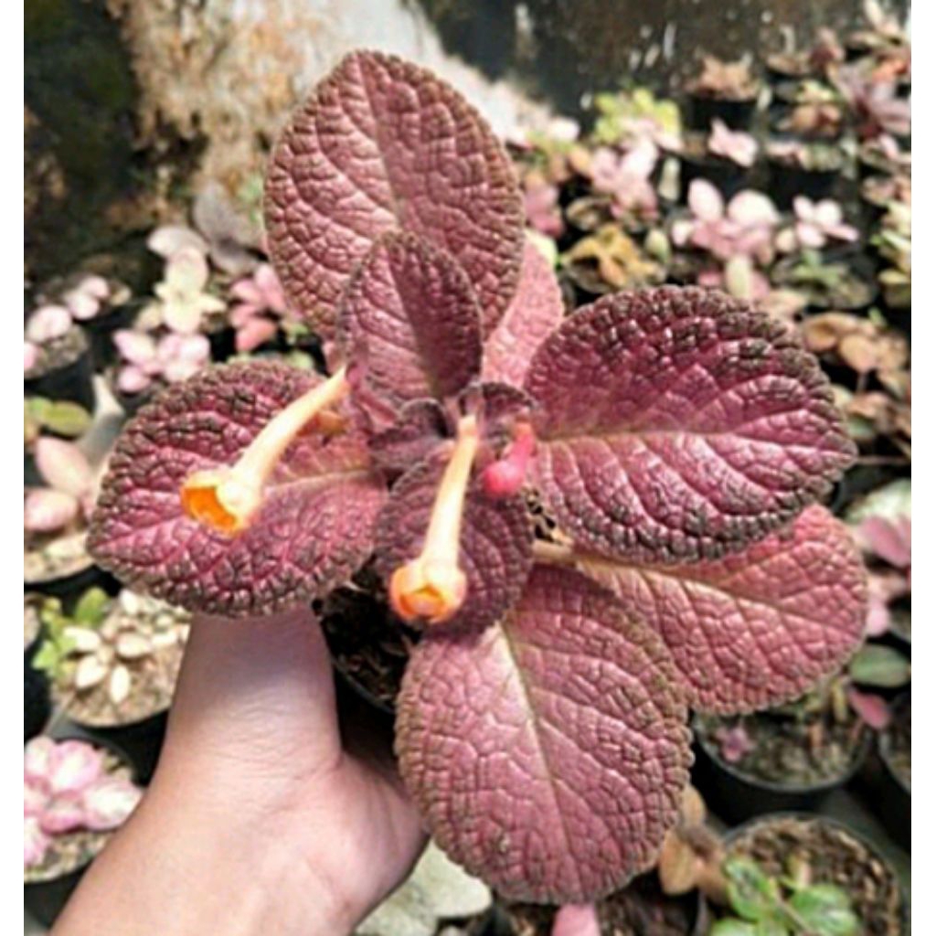 EPISCIA PINK