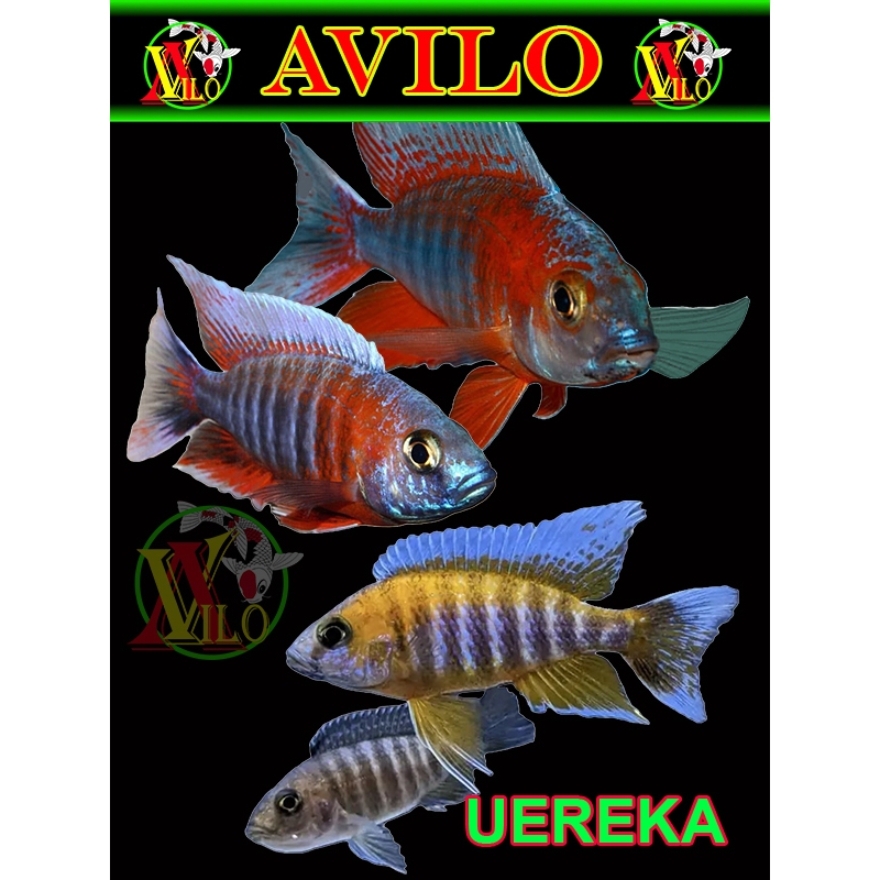 ojek ikan red uereka afrika siklid siklit ciclid size kecil ( sudah mulai  berwarna )