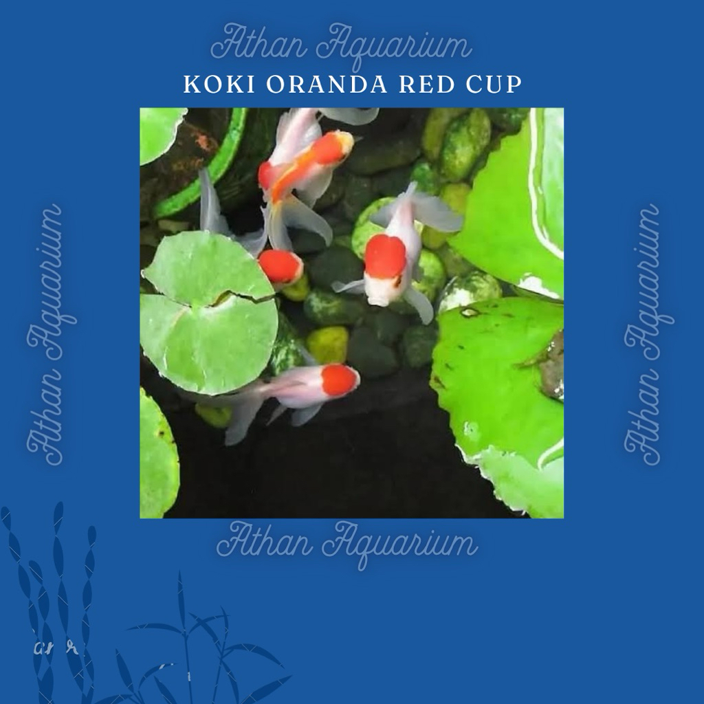Koki oranda red cup size kecil ukuran 5-6cm