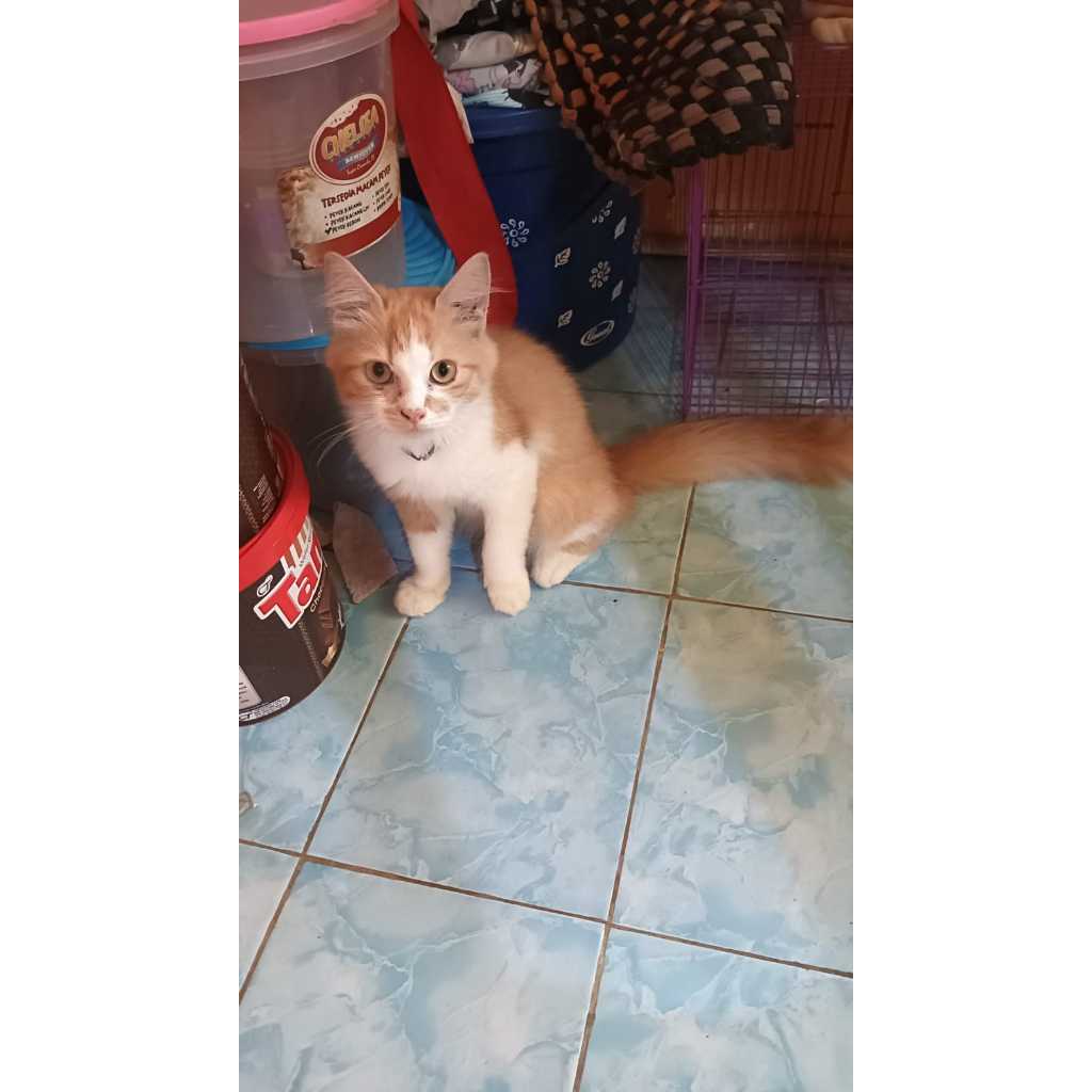 HEWAN PELIHARAAN KUCING ANGGORA / KUCING PERSIA / KUCING ANGGORA