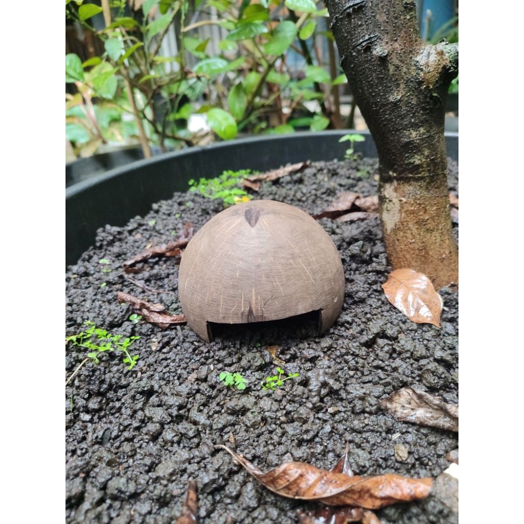 hiding cave gecko reptil alami