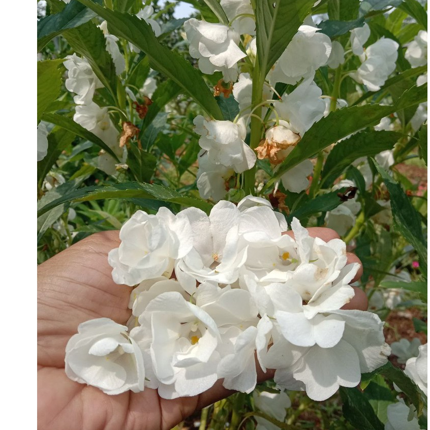 10 Butir Benih Bunga Pacar Air Tumpuk  Putih