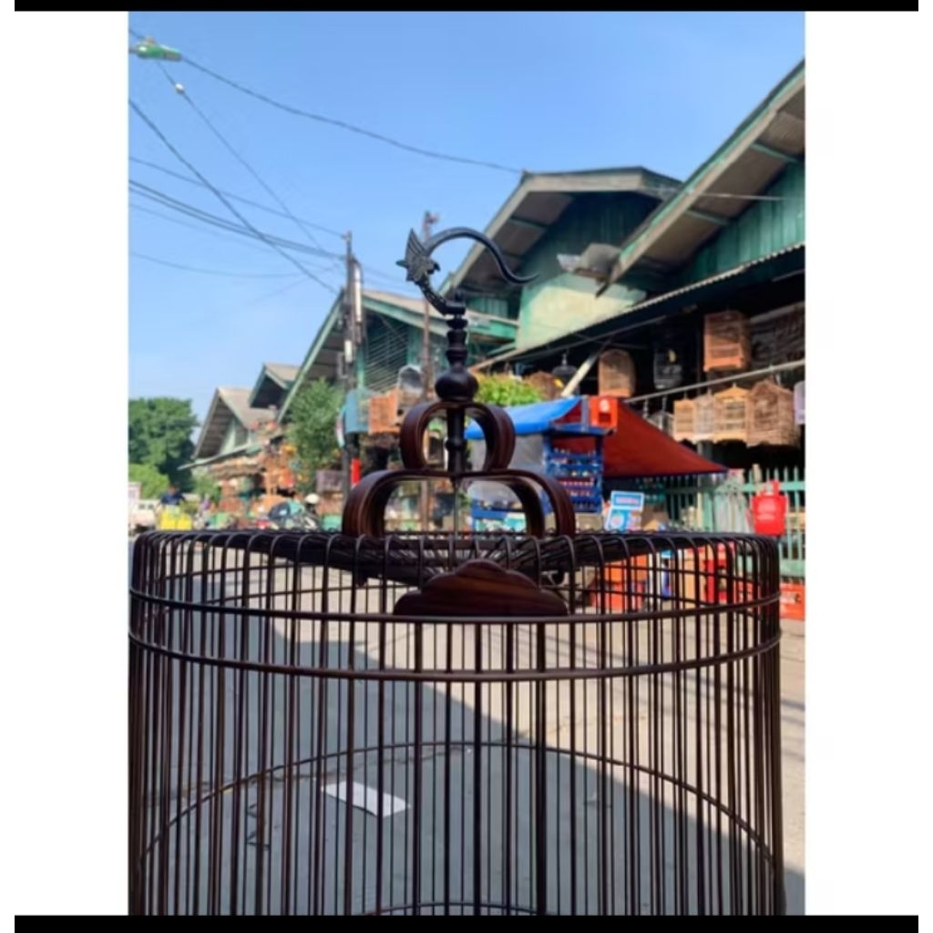 sangkar murai ceper cms bahan sono keling