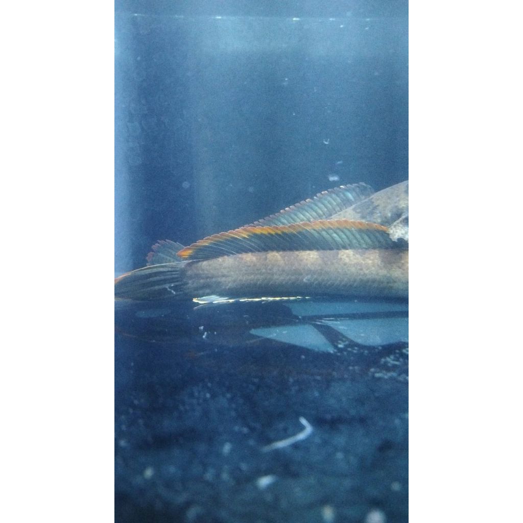 pair limbata 17-18cm rim tebal, gondrong