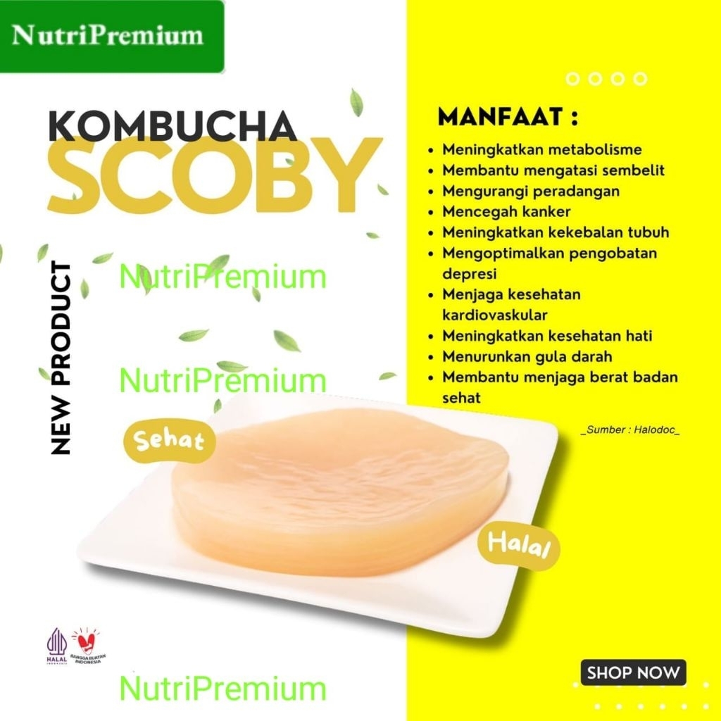 Kombucha / Scoby / Jamur Scoby / Jamur Kombucha / Jamur Dipo / Bibit Scoby Jamur Kombucha / Bibit Ja