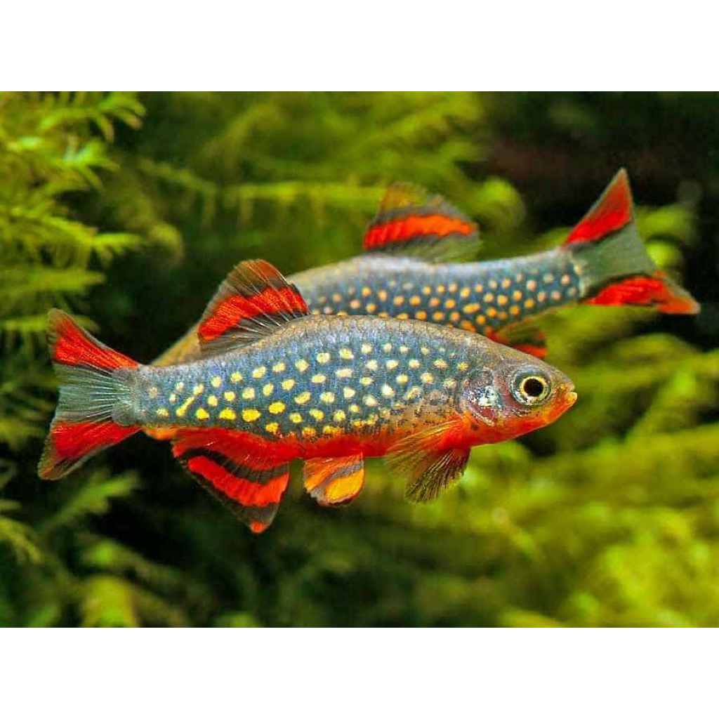Sticker Ikan Rasbora Galaxy