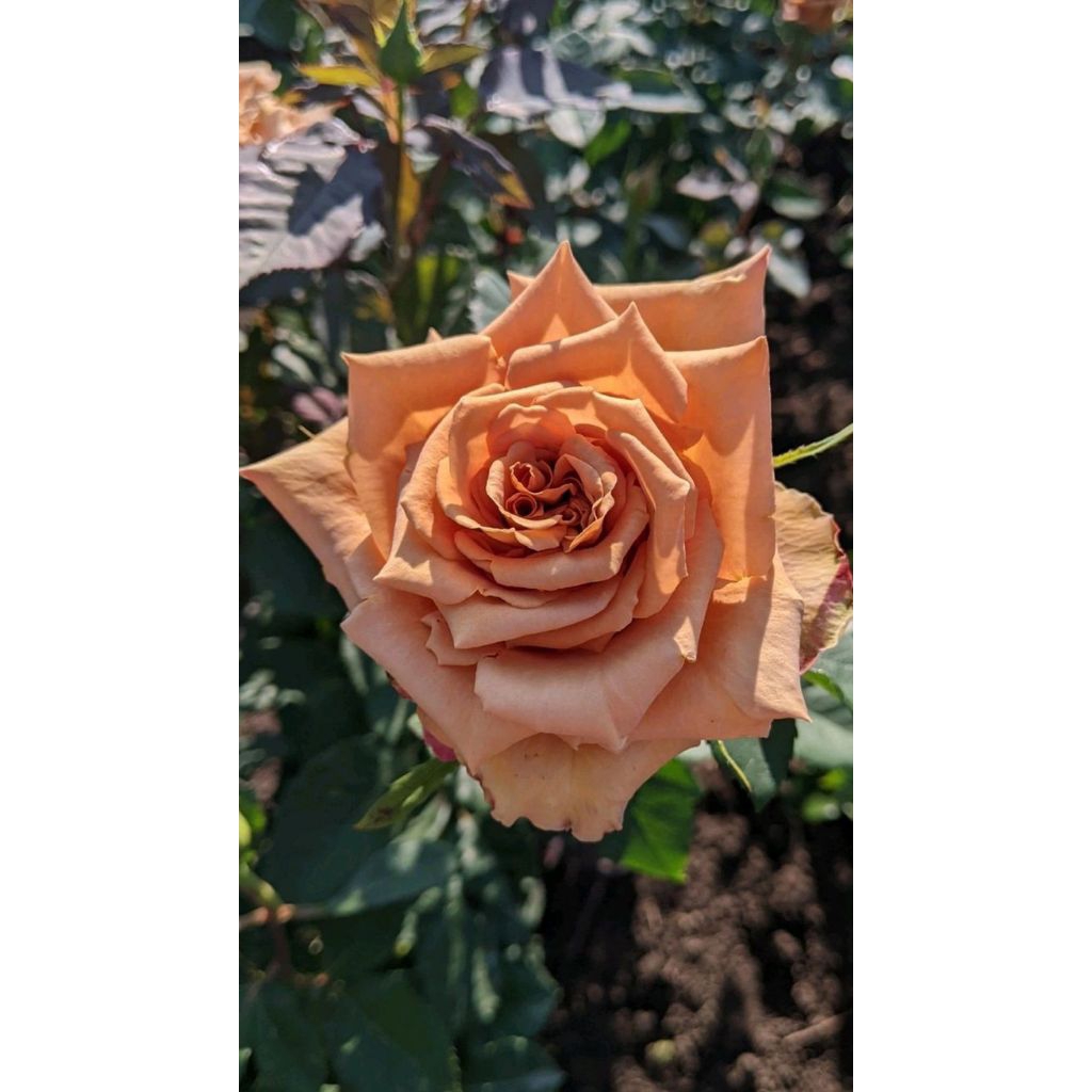 Mawar import honeydjon mawar coklat dewasa