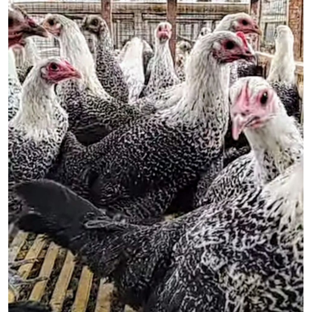 Ayam Arab Petelur belajar bertelur