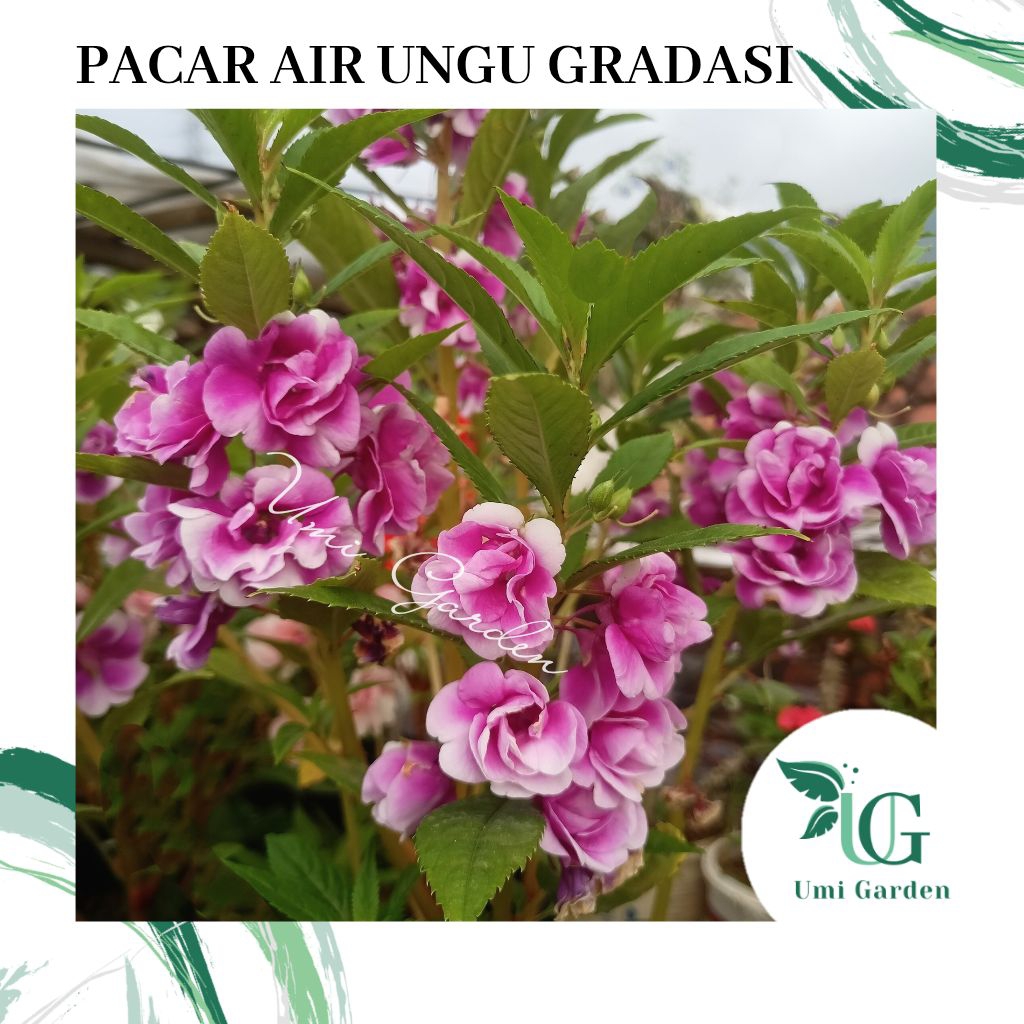 50 Biji Bunga Pacar Air Ungu Gradasi Putih Impatiens Rose Balsamina