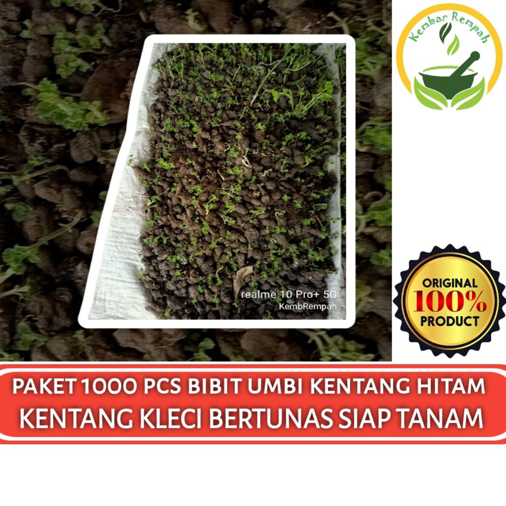 PAKET GROSIR 1000 PCS BIBIT UMBI KENTANG HITAM KENTANG KLECI BERTUNAS SIAP TANAM
