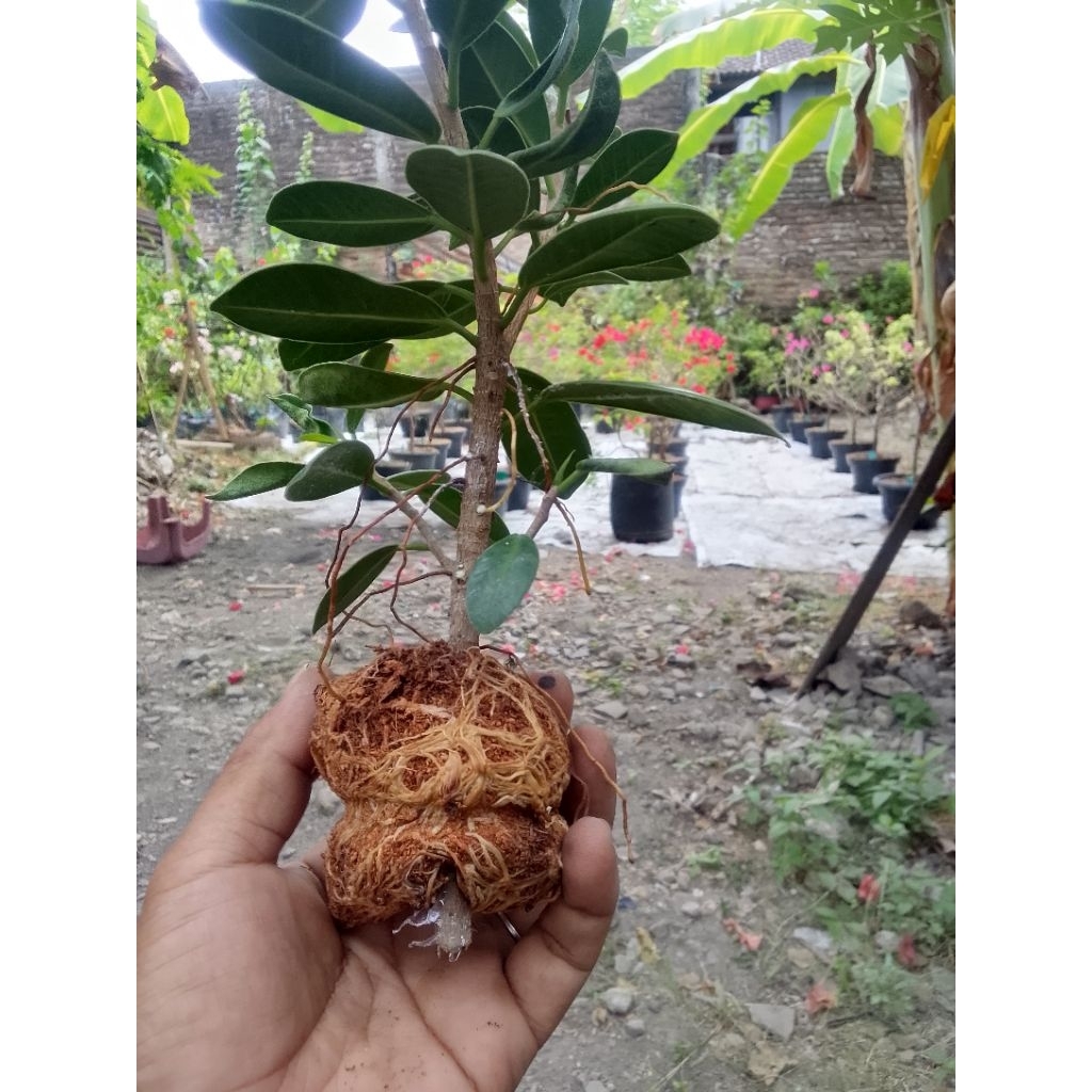 BERINGIN DOLAR KOREA